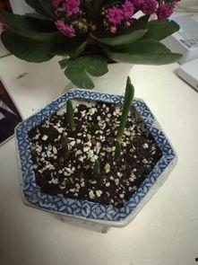 神行花花吃瓜,揭秘娱乐圈背后的秘密与八卦