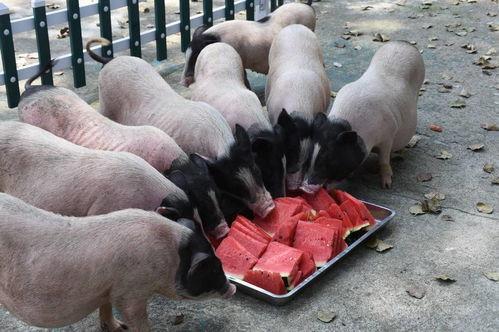 吃瓜群众犀牛,揭秘娱乐圈幕后真相