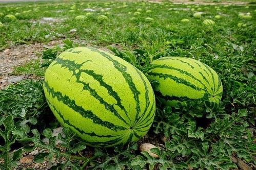 北路大萌吃瓜,揭秘网络吃瓜群众的狂欢盛宴