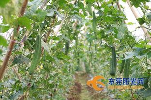 瓜林吃瓜,揭秘娱乐圈的甜蜜与苦涩