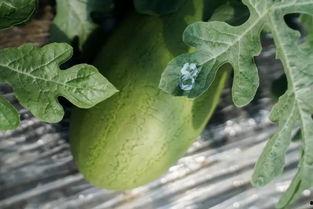 瓜林吃瓜,揭秘娱乐圈的甜蜜与苦涩