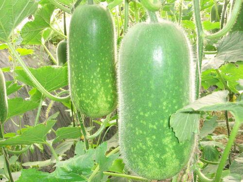 吃瓜视频大全黄金瓜,黄金瓜盛宴，笑料横生，精彩纷呈