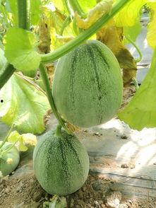 大天才吃瓜,揭秘娱乐圈幕后真相