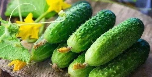 小瓜吃骨头,小瓜啃骨头的欢乐时光