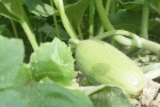 缺水吃啥瓜,探索解渴美食之旅