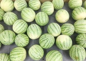 吃瓜吃真瓜,吃瓜群众的真实瓜田之旅