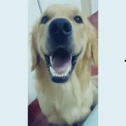 宠物死亡吃瓜,吃瓜群众如何面对生命无常