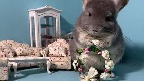 宠物死亡吃瓜,吃瓜群众如何面对生命无常