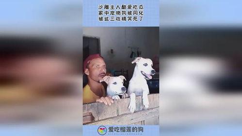 宠物死亡吃瓜,吃瓜群众如何面对生命无常