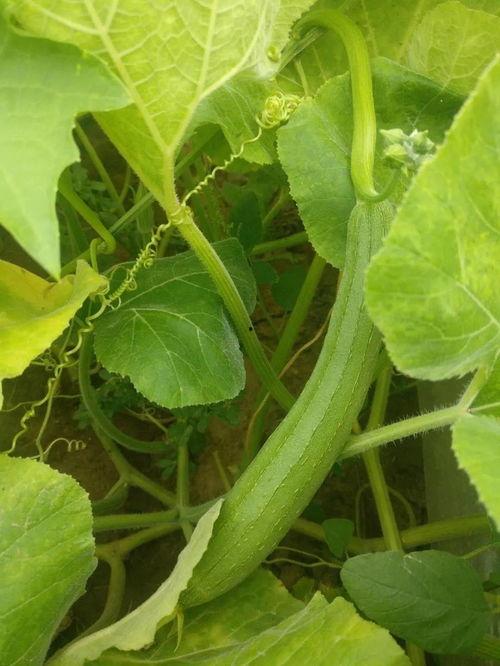 生瓜萎可以吃吗,能否食用及营养价值解析