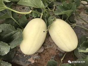 边围观边吃瓜,揭秘网络热议背后的故事