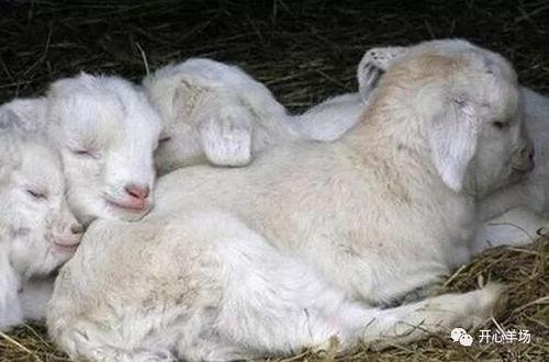 b站小羊吃瓜,揭秘B站热门视频背后的趣味故事