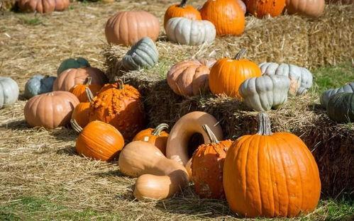 吃瓜的表现,揭秘网络热议背后的众生相