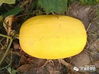 金丝搅瓜的嫩瓜可以吃吗,美味可口的天然美食