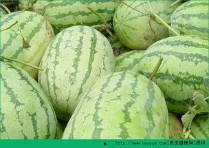 临晨吃瓜,揭秘娱乐圈背后的秘密