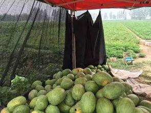痛风可以吃花皮瓜,花皮瓜助力健康饮食