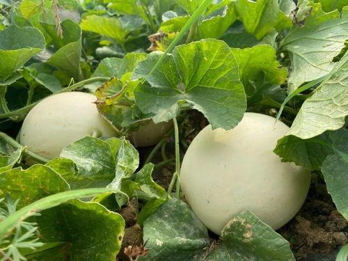 兜儿吃瓜,揭秘娱乐圈那些不为人知的幕后故事