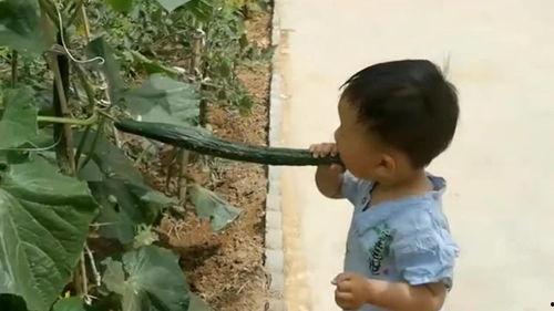 吃瓜喝奶视频  第3张