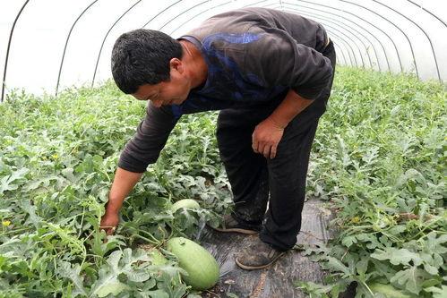 崩瓜怎么吃,解锁夏日清新美味新体验  第2张