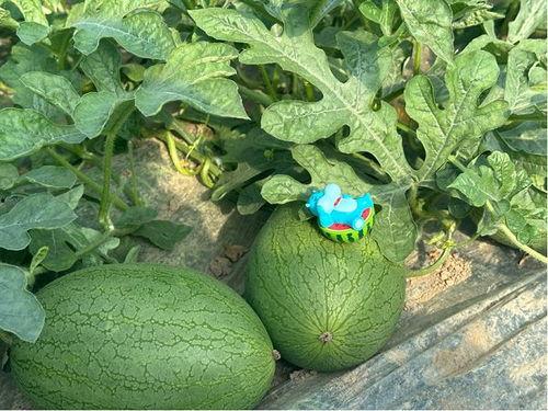 崩瓜怎么吃,解锁夏日清新美味新体验  第3张