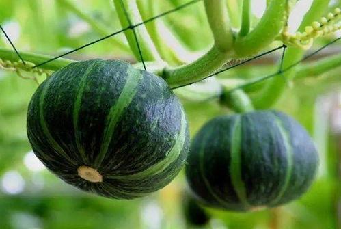 高贵的吃瓜  第1张