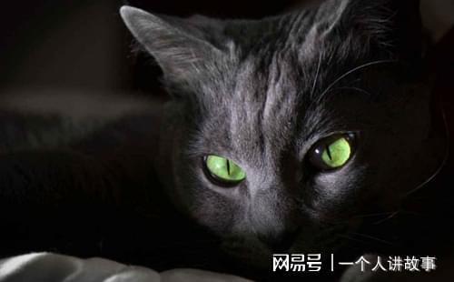 黑猫吃瓜情头  第2张