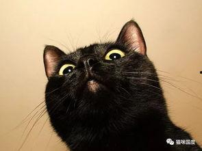 黑猫吃瓜情头  第3张