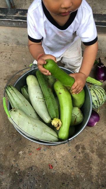 梦见摘瓜和蔬菜吃瓜,摘瓜与蔬菜吃瓜的奇妙寓意  第2张