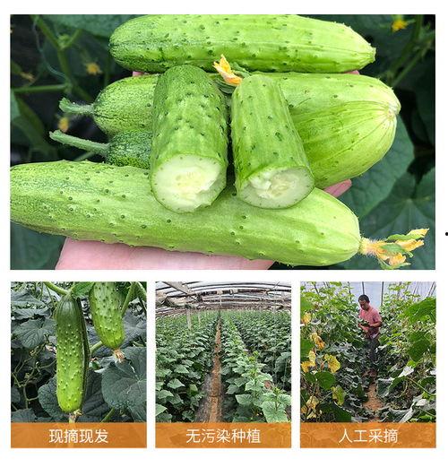 梦见摘瓜和蔬菜吃瓜,摘瓜与蔬菜吃瓜的奇妙寓意  第3张