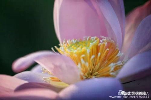 桂林莲花吃瓜,夏日消暑吃瓜新风尚  第2张