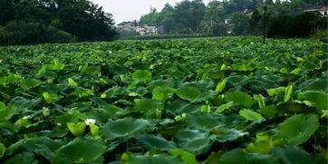 桂林莲花吃瓜,夏日消暑吃瓜新风尚  第3张