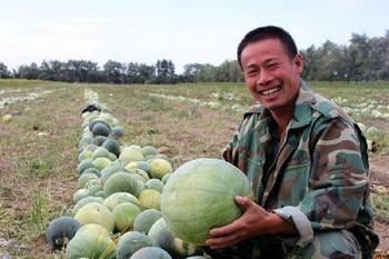 西瓜地里吃瓜视频,一场别开生面的吃瓜盛宴  第3张