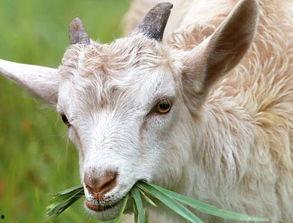 MINISO吃瓜羊玩偶,治愈系萌宠来袭  第3张