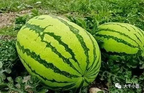 来永安吃瓜,品味夏日瓜果盛宴  第2张