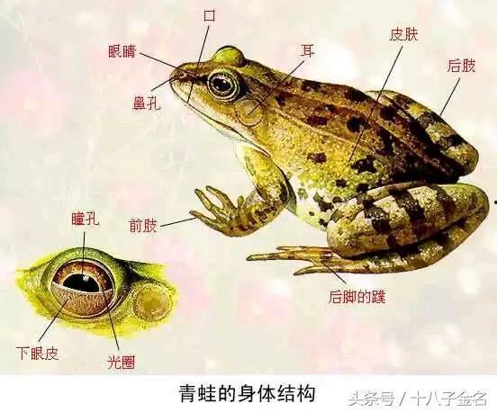 青蛙吃瓜笑话