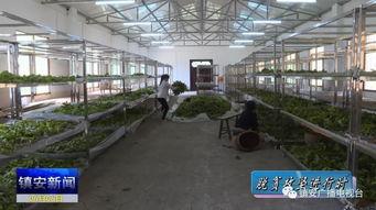 吃瓜群众东新村,吃瓜群众眼中的乡村变迁  第2张