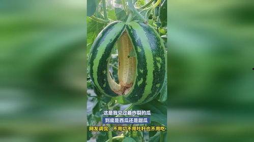 吃的炸裂的瓜,尽享美味瓜果盛宴